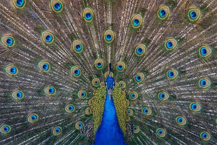Spirit, Psyche and Soul in 21st Century Psychiatry