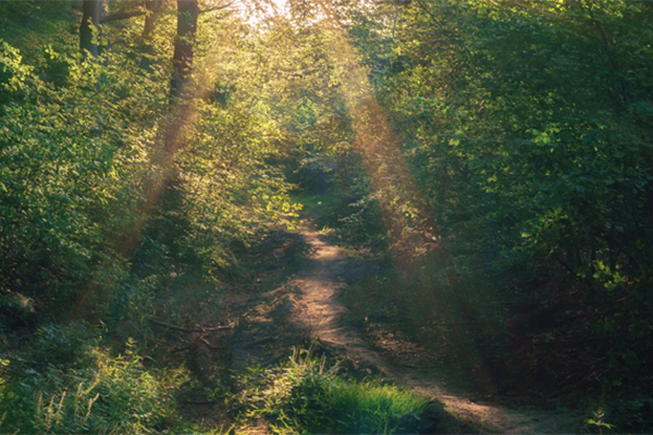 Advanced Training Certificate: Ecotherapy, Nature Connection Practices that Heal
