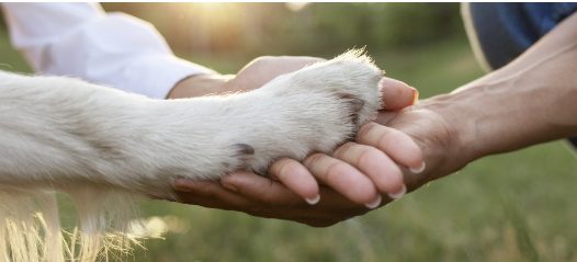 The Human – Animal Connection: A Depth Psychological Exploration of Animal-Assisted Activities and Considerations for Practice
