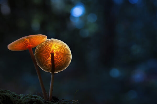Psychedelics and Depth Psychology: Treatment and Transformation in an Animated Cosmos