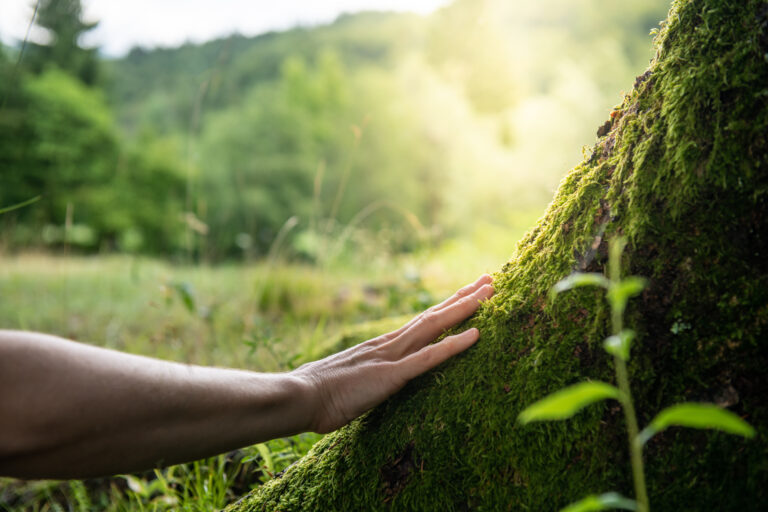 Earth Allies: A Jungian Ecopsychological Approach to Connecting with Land and Soul