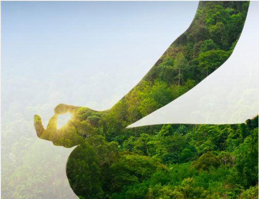 Advanced Training Certificate: Ecotherapy, Nature Connection Practices that Heal