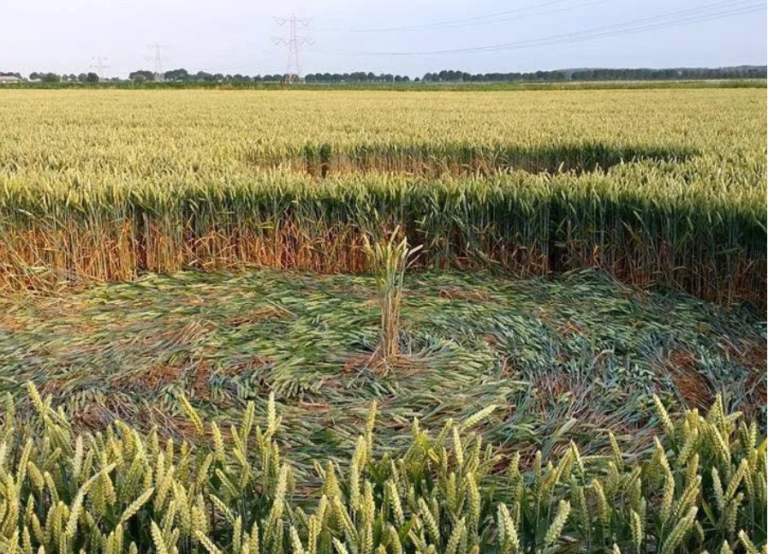 The Question of Crop Circles: Mystery and Meaning